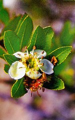 Miniatura para Kageneckia lanceolata