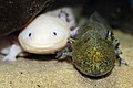 Mexikói axolotlok (Ambystoma mexicanum)