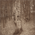 Буковый лес II. 1903