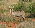 Ellipsen-Wasserbock (Kobus ellipsiprymnus)