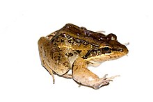 Leptodactylus insularum Barbour 1906.jpg