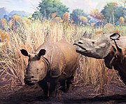 Javan rhinoceros