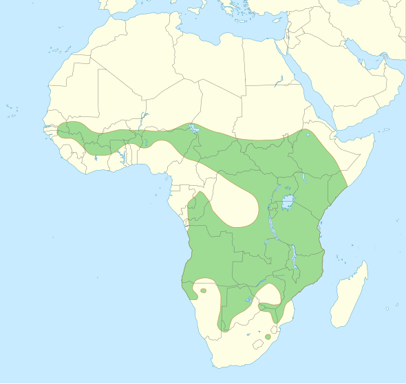 590px-Lion_distribution.svg.png