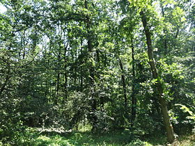 Image illustrative de l’article Forêt de Lipovica