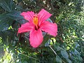 Malvales - Hibiscus fragilis 3. jpg