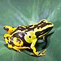 Miniatura per Mantella madagascariensis