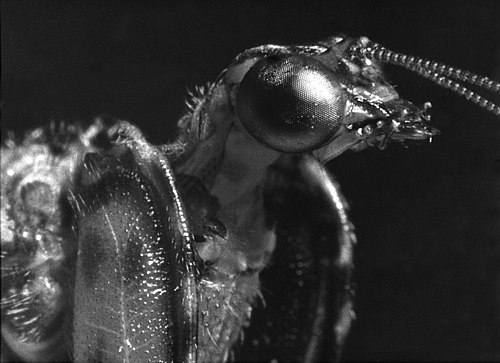 U.S. Jury's Choice Award Mantis Fly by Ron Sterling. A very close black-and-white film macrophotograph of a live Mantisfly found in the Santa Rita Mountains of Arizona in August 1963.