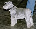 Zwergschnauzer