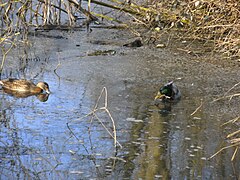 Canards colverts.