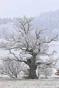 30. Platz: Pascal Dihé Neu! mit Eines der Naturdenkmale "6 Alteichen (davon 2 Zwillingseichen)" bei Sankt Gangolf.