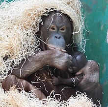 Nanga with male baby.jpg