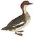 Nederlandsche vogelen (KB) - Mergellus albellus (перевернутый) .jpg