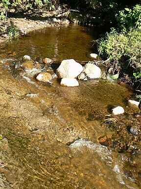 Nemylas šalia žiočių