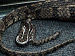 Diamondback Water Snake Photographer: User:Daw...