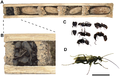 A. Nid, dont les cellules sont séparés par des fines parois en soie. B – Nid terminé par une cellulaire vestibulaire remplie de fourmis. C – Détail d'une cellule vestibulaire. D – Femelle adulte de D. ossarium.