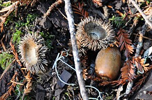 Napjes van de Notholithocarpus densiflorus