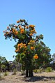 N. floribunda