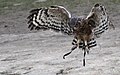 Owl in Flight.jpg