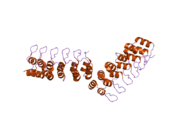 1yyh: Crystal structure of the human Notch 1 ankyrin domain