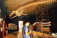 ナガスクジラの骨格を3Dスキャンして画像化する作業（スロベニア自然史博物館所蔵（英語版）、2013年8月）
