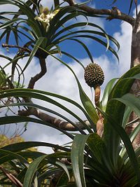 Frukten på en skruvpalm (Pandanus montanus), en art som bara finns i bergen på Réunion.