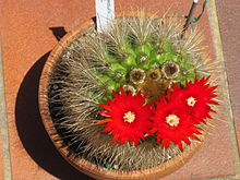 Parodia penicillata