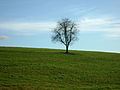 arbre au biolet