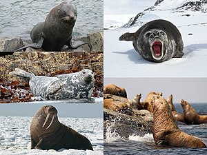 Pinniped collage.jpg