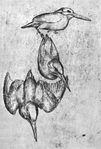 Drie ijsvogels, inv. 2509r, pen en inkt op rood papier, 24,9 × 18,2