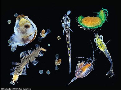 Plankton species diversity
Diverse assemblages consist of unicellular and multicellular organisms with different sizes, shapes, feeding strategies, ecological functions, life cycle characteristics, and environmental sensitivities.
Courtesy of Christian Sardet/CNRS/Tara expeditions Plankton species diversity.jpg