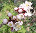 Prunus mandshurica с пчелой 1crop.jpg
