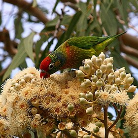 Varied Lorikeet foraging in eucalypt flowers