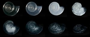Pterapod shell dissolved in seawater adjusted to an ocean chemistry projected for the year 2100 Pterapod shell dissolved in seawater adjusted to an ocean chemistry projected for the year 2100.jpg