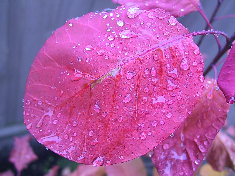File:Rain on a smoke tree leaf.jpg