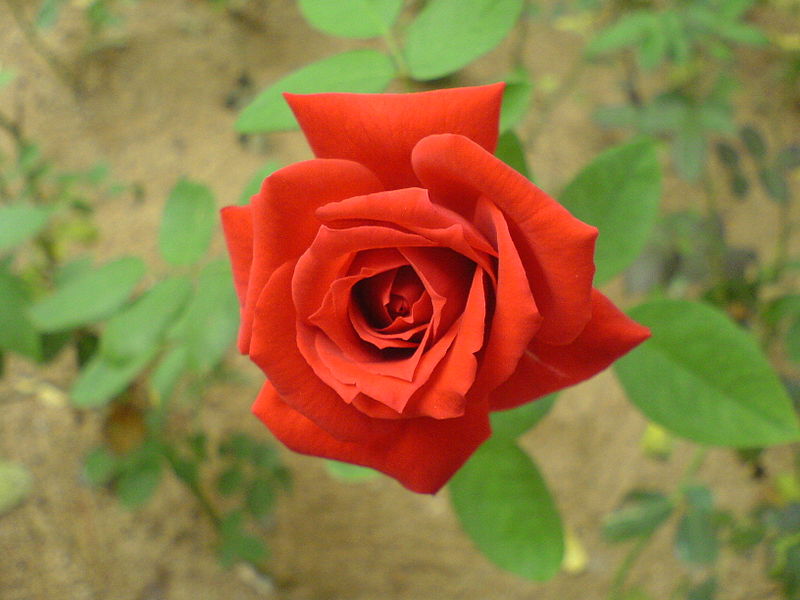 File:Red rose 00090.JPG