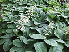 Description de l'image Rodgersia aesculifolia a1.jpg.