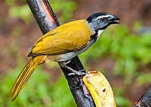 Saltator atriceps -near Rancho Naturalista, Cordillera de Talamanca, Costa Rica-8.jpg