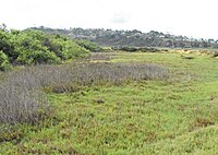 A brackish marsh section of San Elijo Lagoon in San Diego County, California Sanelijolagoon.jpg