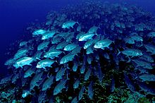 A school of fish has many eyes that can scan for food or threats School jacks klein.JPG