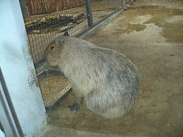 A capybara at the zoo at Seoul Grand Park