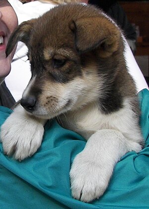 Puppy at Sled Dog Discovery & Musher's Camp on...