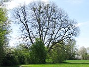 westliches Exemplar von zwei Sommerlinden