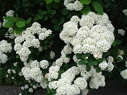 Blóm birkikvists (Spiraea betulifolia) eru áberandi í görðum Íslendinga í júlí.