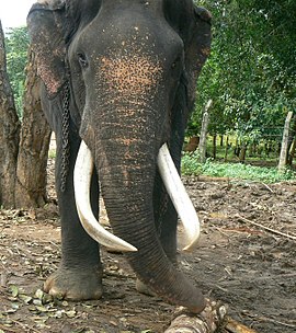 Um elefante do Sri Lanka macho