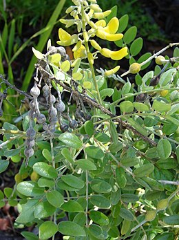 Sophora tomentosa