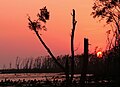 Sundarbans a few months after Cyclone Sidr, by Joiseyhowaa