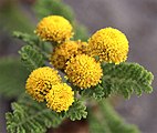 Tanacetum camphoratum