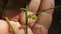 Galle sur Tapirira guianensis