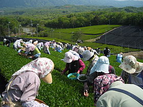 Ryhmä poimijoita teepensaiden kimpussa Japanissa.
