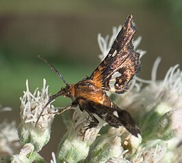 Thyris maculata